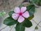 Evergreen flower and green leaves