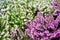 Evergreen Flowers of the bell heather Erica cinerea.