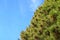 Evergreen foliage of a pine tree with uncountable cones against sunny blue sky