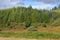 Evergreen forest in early autumn, Scotland