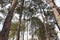 Evergreen Forest of Pine Trees-The trees are predominantly comprised of Pinus roxburghii (Chir Pine)-Top View of Forest