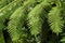 Evergreen fronds of hay-scented fern