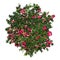 Evergreen Gaultheria mucronata plant with red berries