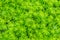 Evergreen goldmoss sedum for background. Sedum acre, commonly known as the goldmoss stonecrop, mossy stonecrop, goldmoss sedum, bi