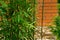 Evergreen graceful green leaves bamboo Phyllostachys aureosulcata on brick wall background