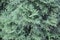 Evergreen green Tuya texture. Christmas background