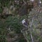 Evergreen habitat of a Canada Grey Jay Poecile atricapillus