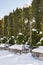 Evergreen hedge of columnar Thuja occidentalis in snow covered yard, winter. Landscaping, gardening services