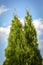 Evergreen high thuja