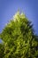 Evergreen high thuja