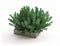 Evergreen House Plant in Stone Pot