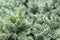 Evergreen juniper background