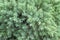 Evergreen juniper background