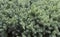 Evergreen juniper background