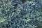 Evergreen juniper background