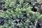 Evergreen juniper background. A photo of the bush with green needles. Ornamental thorns of Juniperus communis, treetop edges.