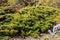 Evergreen juniper branches near the gray stone