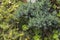 Evergreen juniper twig background