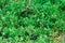 Evergreen juniperus sabina
