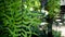 Evergreen leaf of fish tail fern, know as Wart fern of Hawii commonly called monarch fern or musk fern in Polypodiaceae family.