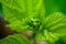 Evergreen leaf shoots, green and fresh. green pine leafs nature background, Shallow depth of field