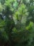 Evergreen leaves of Australian Native Pine Tree on Hot Summer Day. Casuarina equisetifolia know also as Horse Hair Pine