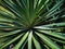 Evergreen leaves of yucca gloriosa closeup