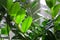 Evergreen leaves of Zamioculcas houseplant. tropical leaves pattern background.indoors plants and flowers concept