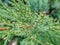 Evergreen macro pine tree details nature green freshness plant background
