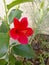 Evergreen medicinal hibiscus flower plant