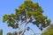 Evergreen Mediterranean pine trees stretching to the sky