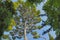 Evergreen Mediterranean pine trees stretching to the sky