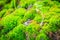 Evergreen mossy rock in the forest with small trees for background.