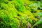 Evergreen mossy rock in the forest with small trees for background.