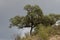 Evergreen oak Quercus rotundifolia in the Monfrague National Park.