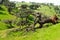 Evergreen Oak tree on green hills fallen to the ground - Quercus ilex