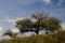 Evergreen oaks Quercus rotundifolia in the Monfrague National Park.