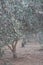 Evergreen olive trees with ripening fruits