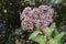 Evergreen Orpine, Hylotelephium anacampseros, budding flowers