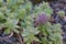 Evergreen Orpine, Hylotelephium anacampseros, budding plant
