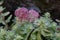 Evergreen Orpine Hylotelephium anacampseros, flowering plants