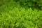 Evergreen perennial plant for decoration, asparagus fern, plume asparagus or foxtail fern