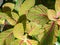 The evergreen perennial plant Fittonia albivenis commonly called nerve plant or mosaic plant