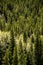 Evergreen Pine & Aspen Trees - Mountain Forest