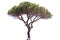 Evergreen pine tree with bare trunk background