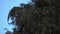 Evergreen pine tree in strong wind against blue sky