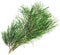 Evergreen pine twig isolated