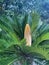 Evergreen plant Cycas rumphii cone. Studio Photo