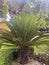 Evergreen plant Cycas rumphii cone. Studio Photo