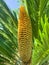 Evergreen plant Cycas rumphii cone. Studio Photo